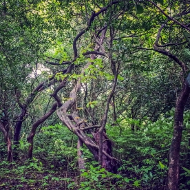 The Trees of Mulshi © KartikayaNagar
